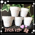 再販)エンジェルシュガー鉢♡2.5号