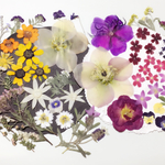 【ワンコイン】押し花カラフルセット    花の谷