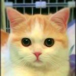 栗之助ちゃんカラーオーダー 猫リング　サイドワインニャー 白猫