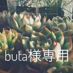 buta様専用  アジサイボール、スワッグ