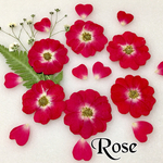 【最安値】ハートの薔薇