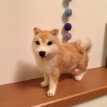 茶柴犬