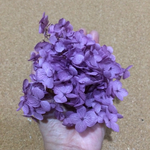 プリザーブドフラワー 紫陽花 パープル