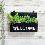 ☆A様お取り置き作品☆男前風の多肉植物の寄せ植え壁掛けタイプ