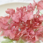 ＊ただ今割引中＊　ひめ紫陽花　あじさい　アジサイ　プリザーブド　ブーゲンビリア