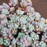 多肉植物根付き苗🌵パープルヘイズ🙌