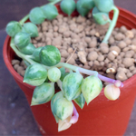 多肉植物根付き苗🌵エンジェルティアーズ錦🙌