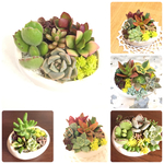 Born～手のひらの多肉たち～≪3名様≫ハッピーたまご寄せ植え セダム 苗 観葉植物