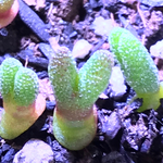 多肉植物 モニラニア 苗