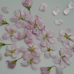 押し花素材。桜(啓翁桜)