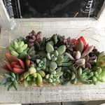 多肉植物カット苗セット B