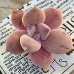 多肉植物カット苗🌵ペンタンデューム🙌