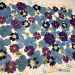 ♡new♡  ☆訳あり☆  ♡たっぷり押し花セット♡
