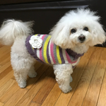 【再販】秋冬ペット服   犬服ニット