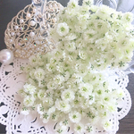 かすみ草白