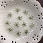 レースフラワー(押し花)