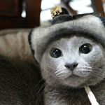 猫用 帽子 ブラックカラー 柄入り