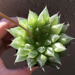多肉植物「青雲の舞」(中)ハオルチア
