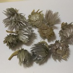現品限り*9 シルバーデージーヘッド８輪 花材