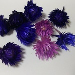 現品限り*16 シルバーデージーヘッド８輪 花材
