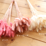 【数量限定】 ラグラス・ドライフラワー