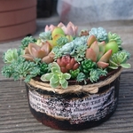 【ume様専用オーダー品】黒丸缶寄せ植え★多肉★多肉植物★