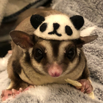 小動物用帽子  パンダちゃん
