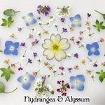 紫陽花とアリッサムのアソート