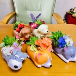 多肉フラワー💐お昼寝😴コーギー犬🐶