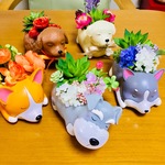 m1yake1様専用ページ多肉フラワー💐お昼寝😴シュナウザー  🐶