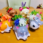 多肉フラワー💐お昼寝😴ハスキー犬又はシュナウザー🐶