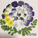送料無料〜デルフニウム、かすみ草押し花セット