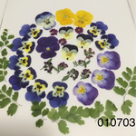 送料無料〜ビオラ押し花