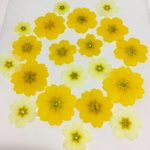 送料無料〜ビオラ、アリッサム押し花セット