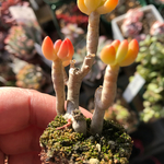 多肉植物 八千代 立木 抜き苗