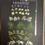 押し花  特別オーダー品 NO.873
