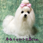 羊毛フェルト☆マルチーズ