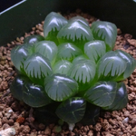 多肉植物 ハオルチア オブツーサ  トルンカーター
