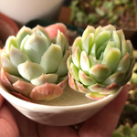 多肉植物 レモンベリー&ラズベリーアイス