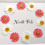 ノースポールアソート
