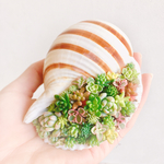 sale✨ ❤︎多肉植物 貝殻の寄せ植え ちまちま寄せ植え