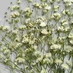 再販🌼押し花素材。カスミソウ
