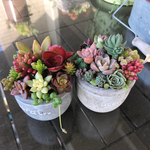 momo815717さま 専用出品 多肉植物 寄せ植えセット セメント鉢 オーダー 受付 ♪ 送料380円