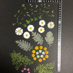 押し花  花便り NO.882
