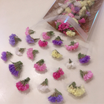スターチス ６色  MIX ❁