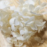 花材 アナベルアジサイ ホワイト