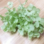 花材 アナベルアジサイ クリアグリーン