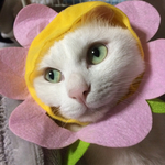 cさま専用オーダーページ