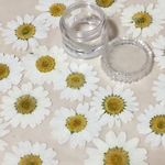 押し花☆ノースポール白10枚☆レジン