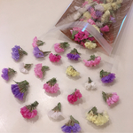 スターチス ６色  MIX ❁